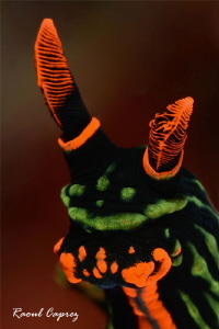 Olé nudi ! by Raoul Caprez 